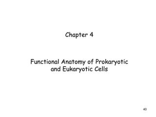 40
Chapter 4
Functional Anatomy of Prokaryotic
and Eukaryotic Cells
 