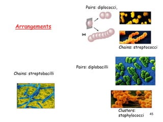 45
Arrangements
Chains: streptobacilli
Pairs: diplococci,
Pairs: diplobacilli
Clusters:
staphylococci
Chains: streptococci
 