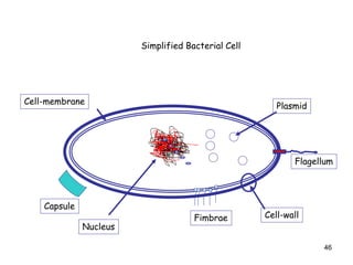46
Simplified Bacterial Cell
Cell-wall
Nucleus
Plasmid
Cell-membrane
Fimbrae
Flagellum
Capsule
 