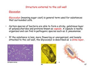 47
Structure external to the cell wall
Glycocalyx
Glycocalyx (meaning sugar coat) is general term used for substances
that surrounded cells.
• Certain species of bacteria are able to form a sticky, gelatinous layer
of polysaccharides and proteins known as capsule. A capsule is neatly
organized and can find in pathogenic species such as S. pneumoniae.
• If the substance is less, more flowering or unorganized, and loosely
attached to the cell wall, the Glycocalyx is described as a slime layer.
 