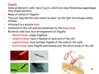 48
Flagella
Some prokaryotic cells have flagella, which are long filamentous appendages
that propel bacteria.
• Made of chains of flagellin.
• They are long and thin and cannot be seen by the light microscope unless
stained.
• Attached to a protein hook
• Anchored to the cell wall and membrane by the basal body.
• Bacterial cells have four arrangements of flagella:
– Monotrichous: single flagellum
– Amphitrichous: have a flgellum at each end of the cell.
– Lophotrichous: have multiple flagella at the ends of the cells.
– Peritrichous: have flagella distributed over the entire body of the cell.
 