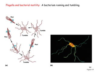 50
Figure 4.9
Flagella and bacterial motility: A bacterium running and tumbling.
 