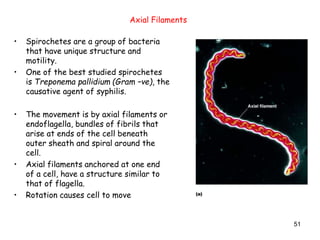 51
• Spirochetes are a group of bacteria
that have unique structure and
motility.
• One of the best studied spirochetes
is Treponema pallidium (Gram –ve), the
causative agent of syphilis.
• The movement is by axial filaments or
endoflagella, bundles of fibrils that
arise at ends of the cell beneath
outer sheath and spiral around the
cell.
• Axial filaments anchored at one end
of a cell, have a structure similar to
that of flagella.
• Rotation causes cell to move
Axial Filaments
 