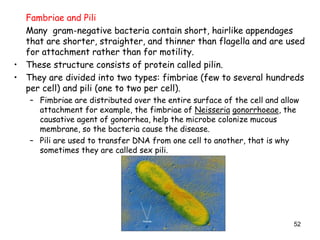 52
Fambriae and Pili
Many gram-negative bacteria contain short, hairlike appendages
that are shorter, straighter, and thinner than flagella and are used
for attachment rather than for motility.
• These structure consists of protein called pilin.
• They are divided into two types: fimbriae (few to several hundreds
per cell) and pili (one to two per cell).
– Fimbriae are distributed over the entire surface of the cell and allow
attachment for example, the fimbriae of Neisseria gonorrhoeae, the
causative agent of gonorrhea, help the microbe colonize mucous
membrane, so the bacteria cause the disease.
– Pili are used to transfer DNA from one cell to another, that is why
sometimes they are called sex pili.
 