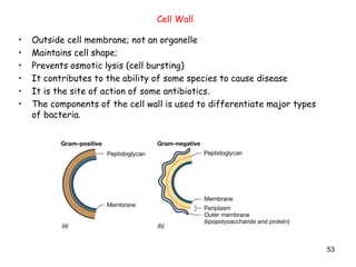 53
Cell Wall
• Outside cell membrane; not an organelle
• Maintains cell shape;
• Prevents osmotic lysis (cell bursting)
• It contributes to the ability of some species to cause disease
• It is the site of action of some antibiotics.
• The components of the cell wall is used to differentiate major types
of bacteria.
 