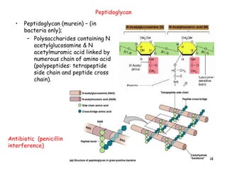 54
Peptidoglycan
• Peptidoglycan (murein) – (in
bacteria only);
– Polysaccharides containing N
acetylglucosamine & N
acetylmuramic acid linked by
numerous chain of amino acid
(polypeptides: tetrapeptide
side chain and peptide cross
chain).
Antibiotic (penicillin
interference)
 