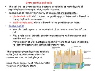 56
Gram-positive cell walls
• The cell wall of Gram-positive bacteria consisting of many layers of
peptidoglycan forming a thick, rigid structure.
• Teichoic acids (consists primarily of an alcohol and phosphate)
– Lipoteichoic acid which spans the peptidoglycan layer and is linked to
the cytoplasmic membrane.
– Wall teichoic acid, which is linked to the peptidoglycan layer.
• Teichoic acids
– may bind and regulate the movement of cations into and out of the
cell.
– Play a role in cell growth, preventing extensive wall breakdown and
possible cell lysis.
– Provide much of wall’s antigenic specificity and thus make it possible
to identify bacteria by certain laboratory test.
Thick peptidoglycan layer and teichoic
acids ( act as attachment sites for
viruses such as bacteriophages)
Gram stain: purple; so it retains crystal
violet color( primary stain)
 
