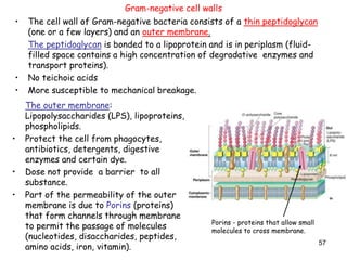 57
Gram-negative cell walls
• The cell wall of Gram-negative bacteria consists of a thin peptidoglycan
(one or a few layers) and an outer membrane.
The peptidoglycan is bonded to a lipoprotein and is in periplasm (fluid-
filled space contains a high concentration of degradative enzymes and
transport proteins).
• No teichoic acids
• More susceptible to mechanical breakage.
The outer membrane:
Lipopolysaccharides (LPS), lipoproteins,
phospholipids.
• Protect the cell from phagocytes,
antibiotics, detergents, digestive
enzymes and certain dye.
• Dose not provide a barrier to all
substance.
• Part of the permeability of the outer
membrane is due to Porins (proteins)
that form channels through membrane
to permit the passage of molecules
(nucleotides, disaccharides, peptides,
amino acids, iron, vitamin).
Porins - proteins that allow small
molecules to cross membrane.
 