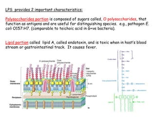 58
LPS provides 2 important characteristics:
Polysaccharides portion is composed of sugars called, O polysaccharides, that
function as antigens and are useful for distinguishing species. e.g., pathogen E.
coli O157:H7. (comparable to teichoic acid in G+ve bacteria).
Lipid portion called lipid A, called endotoxin, and is toxic when in host’s blood
stream or gastrointestinal track. It causes fever.
 