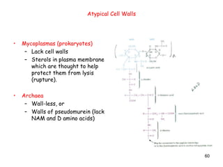 60
Atypical Cell Walls
• Mycoplasmas (prokaryotes)
– Lack cell walls
– Sterols in plasma membrane
which are thought to help
protect them from lysis
(rupture).
• Archaea
– Wall-less, or
– Walls of pseudomurein (lack
NAM and D amino acids)
 