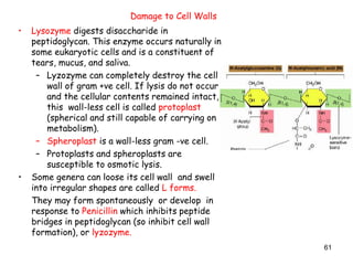61
Damage to Cell Walls
• Lysozyme digests disaccharide in
peptidoglycan. This enzyme occurs naturally in
some eukaryotic cells and is a constituent of
tears, mucus, and saliva.
– Lyzozyme can completely destroy the cell
wall of gram +ve cell. If lysis do not occur
and the cellular contents remained intact,
this wall-less cell is called protoplast
(spherical and still capable of carrying on
metabolism).
– Spheroplast is a wall-less gram -ve cell.
– Protoplasts and spheroplasts are
susceptible to osmotic lysis.
• Some genera can loose its cell wall and swell
into irregular shapes are called L forms.
They may form spontaneously or develop in
response to Penicillin which inhibits peptide
bridges in peptidoglycan (so inhibit cell wall
formation), or lyzozyme.
 