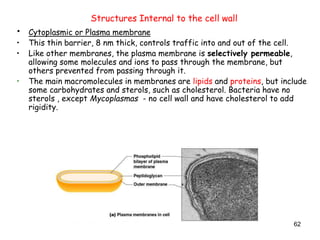 62
Structures Internal to the cell wall
• Cytoplasmic or Plasma membrane
• This thin barrier, 8 nm thick, controls traffic into and out of the cell.
• Like other membranes, the plasma membrane is selectively permeable,
allowing some molecules and ions to pass through the membrane, but
others prevented from passing through it.
• The main macromolecules in membranes are lipids and proteins, but include
some carbohydrates and sterols, such as cholesterol. Bacteria have no
sterols , except Mycoplasmas - no cell wall and have cholesterol to add
rigidity.
 