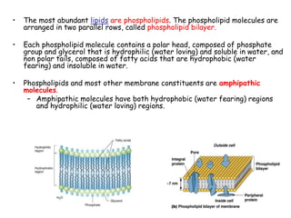 63
• The most abundant lipids are phospholipids. The phospholipid molecules are
arranged in two parallel rows, called phospholipid bilayer.
• Each phospholipid molecule contains a polar head, composed of phosphate
group and glycerol that is hydrophilic (water loving) and soluble in water, and
non polar tails, composed of fatty acids that are hydrophobic (water
fearing) and insoluble in water.
• Phospholipids and most other membrane constituents are amphipathic
molecules.
– Amphipathic molecules have both hydrophobic (water fearing) regions
and hydrophilic (water loving) regions.
 