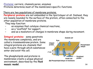 64
•Proteins: carriers, channels pores, enzymes
•Proteins determine most of the membrane’s specific functions.
There are two populations of membrane proteins.
Peripheral proteins are not embedded in the lipid bilayer at all. Instead, they
are loosely bounded to the surface of the protein, often connected to the
other population of membrane proteins.
They may function:
− as enzymes that catalyze chemical reactions,
− as a “scaffold” for support,
− and as a mediators of changes in membrane shape during movement.
Integral proteins: some penetrate
the membrane completely, and are
called a transmembrane protein. Some
integral proteins are channels that
have a pore through which substances
enter and exist the cell.
The phospholipids and proteins in
membranes create a unique physical
environment, described by the fluid
mosaic model.
 