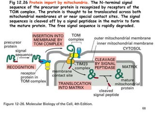 68
Fig 12.26 Protein import by mitochondria. The N-terminal signal
sequence of the precursor protein is recognized by receptors of the
TOM complex. The protein is thought to be translocated across both
mitochondrial membranes at or near special contact sites. The signal
sequences is cleaved off by a signal peptidase in the matrix to form
the mature protein. The free signal sequence is rapidly degraded.
 
