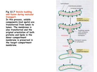 69
Fig 12.7 Vesicle budding
and fusion during vesicular
transport.
In this process, soluble
components (red spots) are
transferred from lumen to
lumen. The membrane is
also transferred and the
original orientation of both
proteins and lipids in the
donor-compartment
membrane is preserved in
the target-compartment
membrane.
 