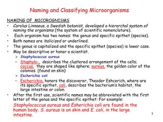 7
Naming and Classifying Microorganisms
NAMING OF MICOROGNISMS
• Carolus Linnaeus, a Swedish botanist, developed a hierarchal system of
naming the organisms (the system of scientific nomenclature).
• Each organism has two names: the genus and specific epithet (species).
• Both names are italicized or underlined.
• The genus is capitalized and the specific epithet (species) is lower case.
• May be descriptive or honor a scientist.
 Staphylococcus aureus
– Staphylo-, describes the clustered arrangement of the cells;
coccus, they are shaped like sphere; aureus, the golden color of the
colonies. (found on skin)
 Escherichia coli
– Escherichia, honors the discoverer, Theodor Eshcerich, where are
its specific epithet, coli, describes the bacterium’s habitat, the
large intestine or colon.
• After the first use, scientific names may be abbreviated with the first
letter of the genus and the specific epithet: For example:
Staphylococcus aureus and Esherichia coli are found in the
human body. S. aureus is on skin and E. coli, in the large
intestine.
 