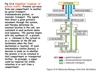 70
Fig 12.6 Simplified “roadmap” of
protein traffic. Proteins can move
from one compartment to another
by gated transport,
transmembrane protein, or
vesicular transport. The signals
that direct a given protein’s
movement through the system,
and thereby determine its
eventual location in the cell, are
contained in each proteins amino
acid sequence. The journey begins
with the synthesis of a protein
on a ribosome in the cytosol or
on a ribosome of the ER and
terminates when the final
destination is reached. At each
intermediate station (boxes), a
decision is made as to whether
the protein is to be retained in
that compartment or transported
further. In principle, a signal
could be required for either
retention in or exit from a
compartment.
 