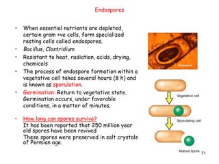 71
Endospores
• When essential nutrients are depleted,
certain gram +ve cells, form specialized
resting cells called endospores.
• Bacillus, Clostridium
• Resistant to heat, radiation, acids, drying,
chemicals
• The process of endospore formation within a
vegetative cell takes several hours (8 h) and
is known as sporulation.
• Germination: Return to vegetative state.
Germination occurs, under favorable
conditions, in a matter of minutes.
• How long can spores survive?
It has been reported that 250 million year
old spores have been revived
These spores were preserved in salt crystals
of Permian age.
 