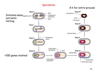 73
Sporulation
Initiated when
nutrients
limiting
~200 genes involved
8 h for entire process
 