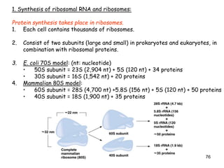 76
1. Synthesis of ribosomal RNA and ribosomes:
Protein synthesis takes place in ribosomes.
1. Each cell contains thousands of ribosomes.
2. Consist of two subunits (large and small) in prokaryotes and eukaryotes, in
combination with ribosomal proteins.
3. E. coli 70S model: (nt: nucleotide)
• 50S subunit = 23S (2,904 nt) + 5S (120 nt) + 34 proteins
• 30S subunit = 16S (1,542 nt) + 20 proteins
4. Mammalian 80S model:
• 60S subunit = 28S (4,700 nt) +5.8S (156 nt) + 5S (120 nt) + 50 proteins
• 40S subunit = 18S (1,900 nt) + 35 proteins
 