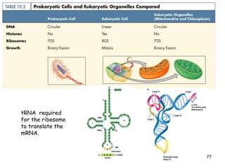 77
tRNA required
for the ribosome
to translate the
mRNA.
 