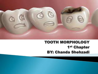 TOOTH MORPHOLOGY
1st Chapter
BY: Chanda Shehzadi
 