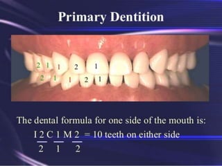chapter 1 tooth Morpho.pptx