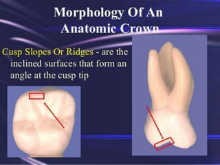 Triangular Tooth Morphotype chapter 1 tooth Morpho.pptx