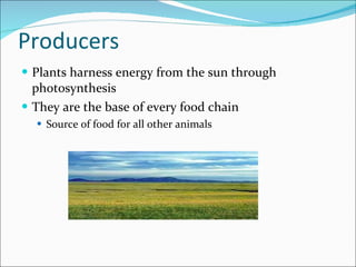 Producers Plants harness energy from the sun through photosynthesis They are the base of every food chain Source of food for all other animals 