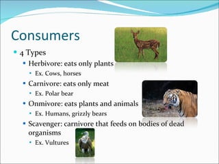 Consumers 4 Types Herbivore: eats only plants Ex. Cows, horses Carnivore: eats only meat Ex. Polar bear Onmivore: eats plants and animals Ex. Humans, grizzly bears Scavenger: carnivore that feeds on bodies of dead organisms Ex. Vultures 