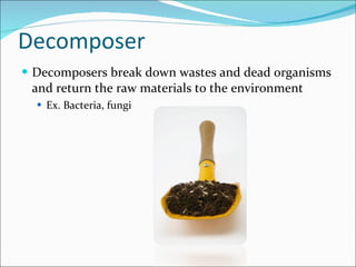 Decomposer Decomposers break down wastes and dead organisms and return the raw materials to the environment Ex. Bacteria, fungi 