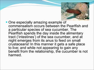 One especially amazing example of commensalism occurs between the Pearlfish and a particular species of sea cucumber. The Pearlfish spends the day inside the alimentary tract (‘intestines’) of the sea cucumber, and at night emerges from its anus to feed on small crustaceans! In this manner it gets a safe place to live; and while not appearing to gain any benefit from the relationship, the cucumber is not harmed. 