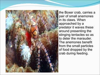 the Boxer crab, carries a pair of small anemones in it s claws . When approached by a predator it waves these around presenting the stinging tentacles so as to deter the marauder. The anemones benefit from the small particles of food dropped by the crab during feeding. 