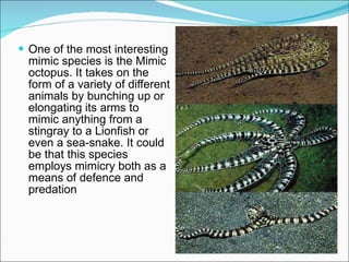One of the most interesting mimic species  is the  Mimic octopus.  It  takes on the form of a variety of different animals by bunching up or elongating its arms to mimic anything from a stingray to a Lionfish or even a sea-snake. It could be that this species employs mimicry both as a means of defence and predation 