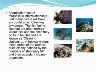 A particular type of mutualistic interrelationship that many divers will have encountered is  ‘Cleaning symbiosis ’, The fish being cleaned are often termed ‘client fish’ and the sites they go to to be cleaned are known as ‘Cleaning stations’ ... in tropical waters these areas of the reef are quite clearly defined by the numbers of stationary fish and their attendant cleaner organisms. 