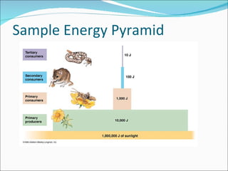 Sample Energy Pyramid 