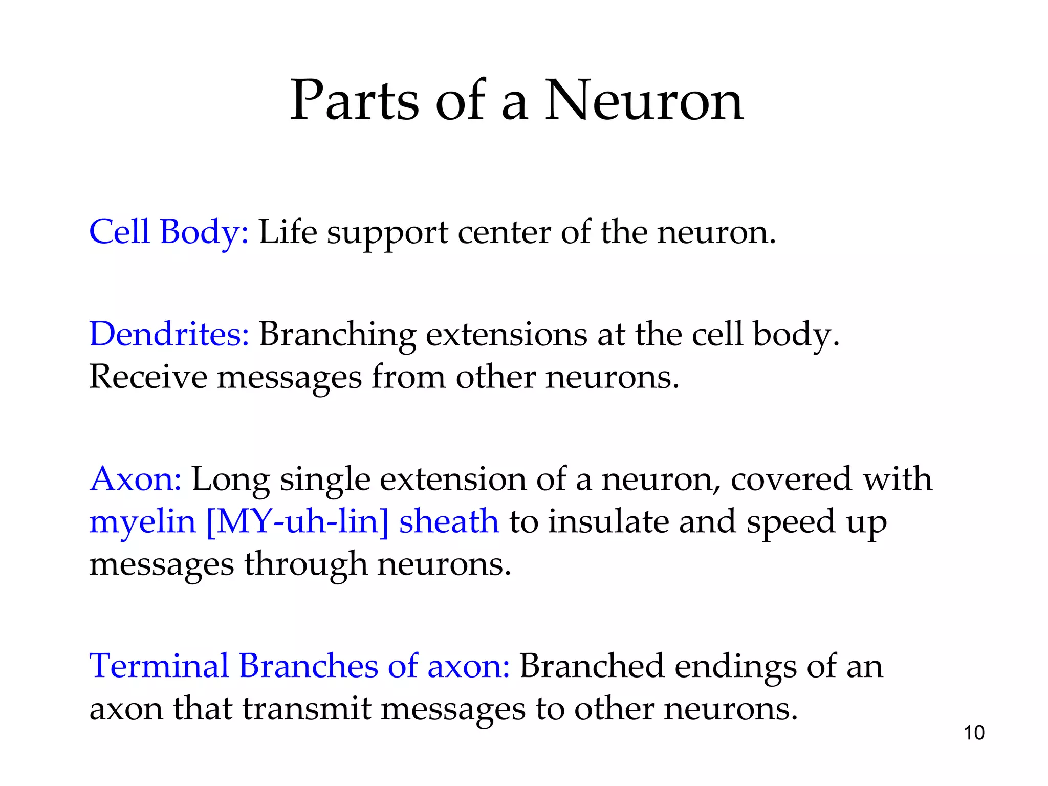Parts of a Neuron  Cell Body:  Life support center of the neuron. Dendrites:   Branching extensions at the cell body. Receive messages from other neurons. Axon:   Long single extension of a neuron, covered with  myelin [MY-uh-lin] sheath  to insulate and speed up messages through neurons. Terminal Branches of axon:  Branched endings of an axon that transmit messages to other neurons. 