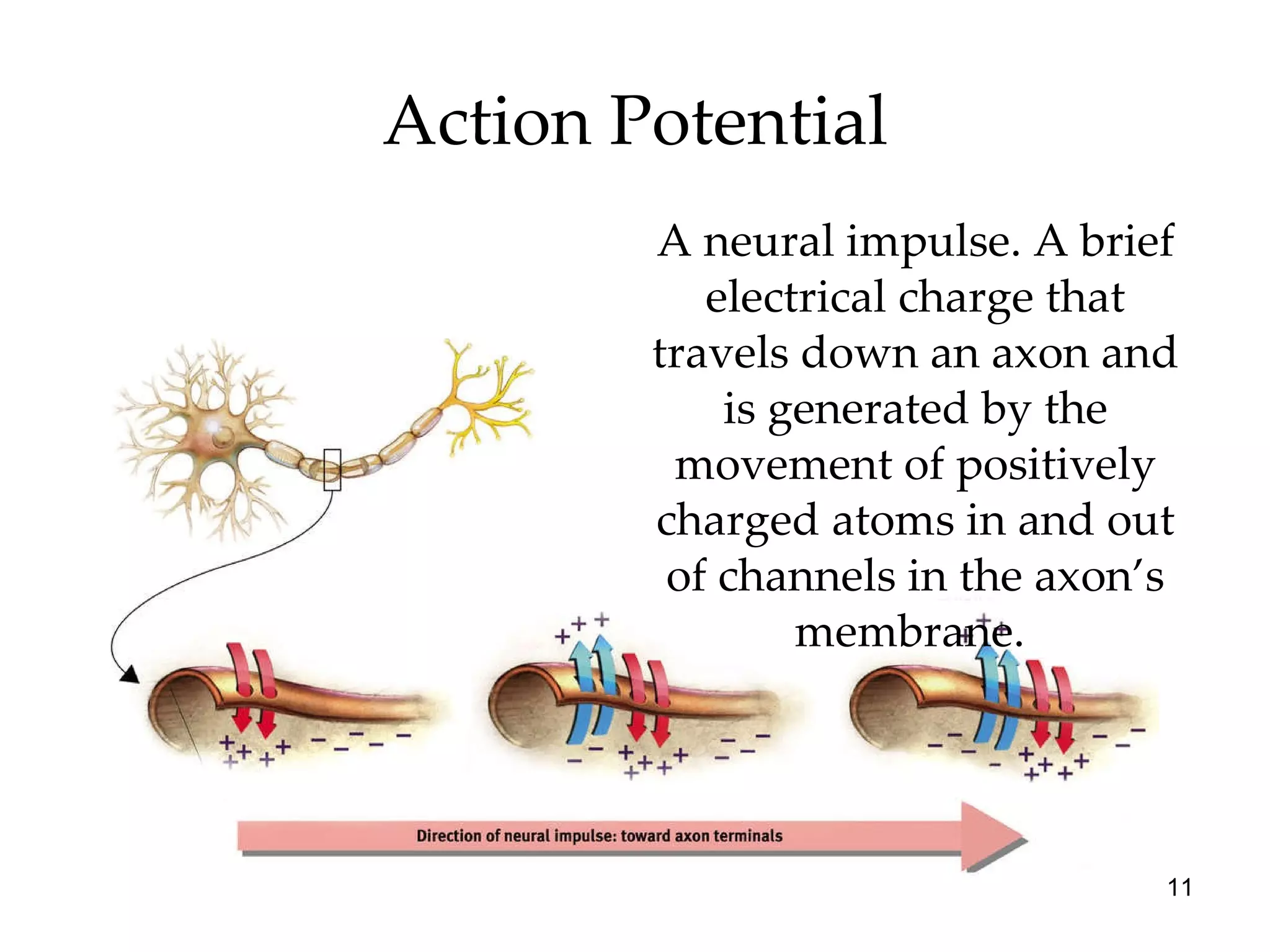 Action Potential A neural impulse. A brief electrical charge that travels down an axon and is generated by the movement of positively charged atoms in and out of channels in the axon’s membrane.  
