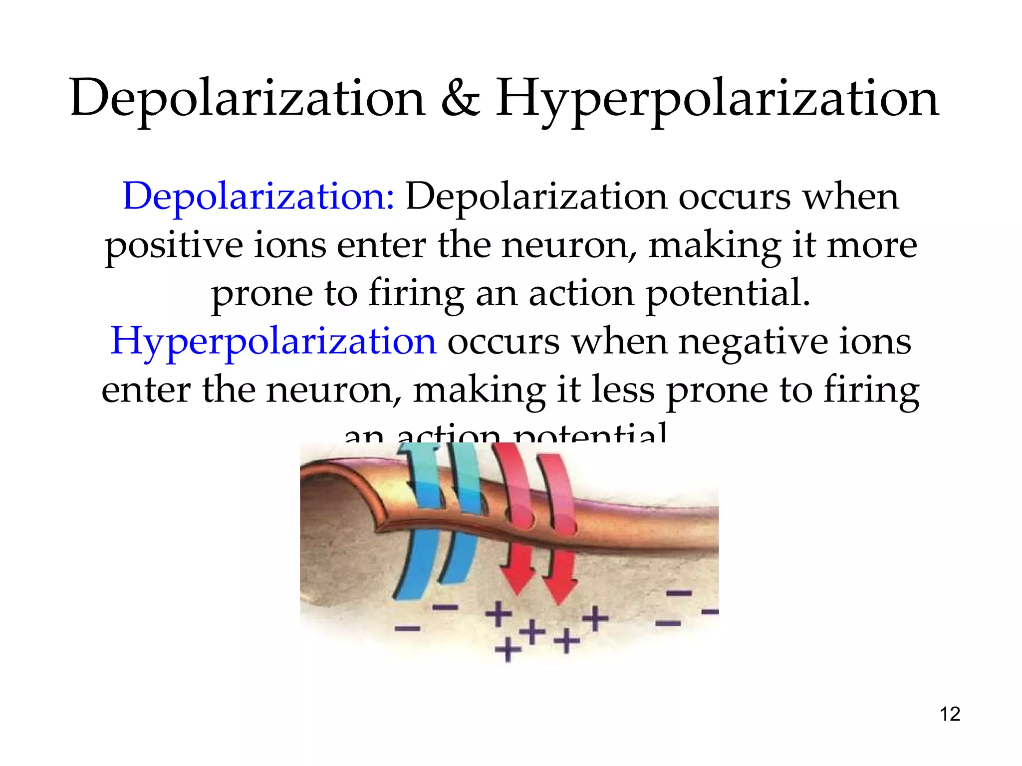 Depolarization & Hyperpolarization  Depolarization:  Depolarization occurs when positive ions enter the neuron, making it more prone to firing an action potential.  Hyperpolarization  occurs when negative ions enter the neuron, making it less prone to firing an action potential. 