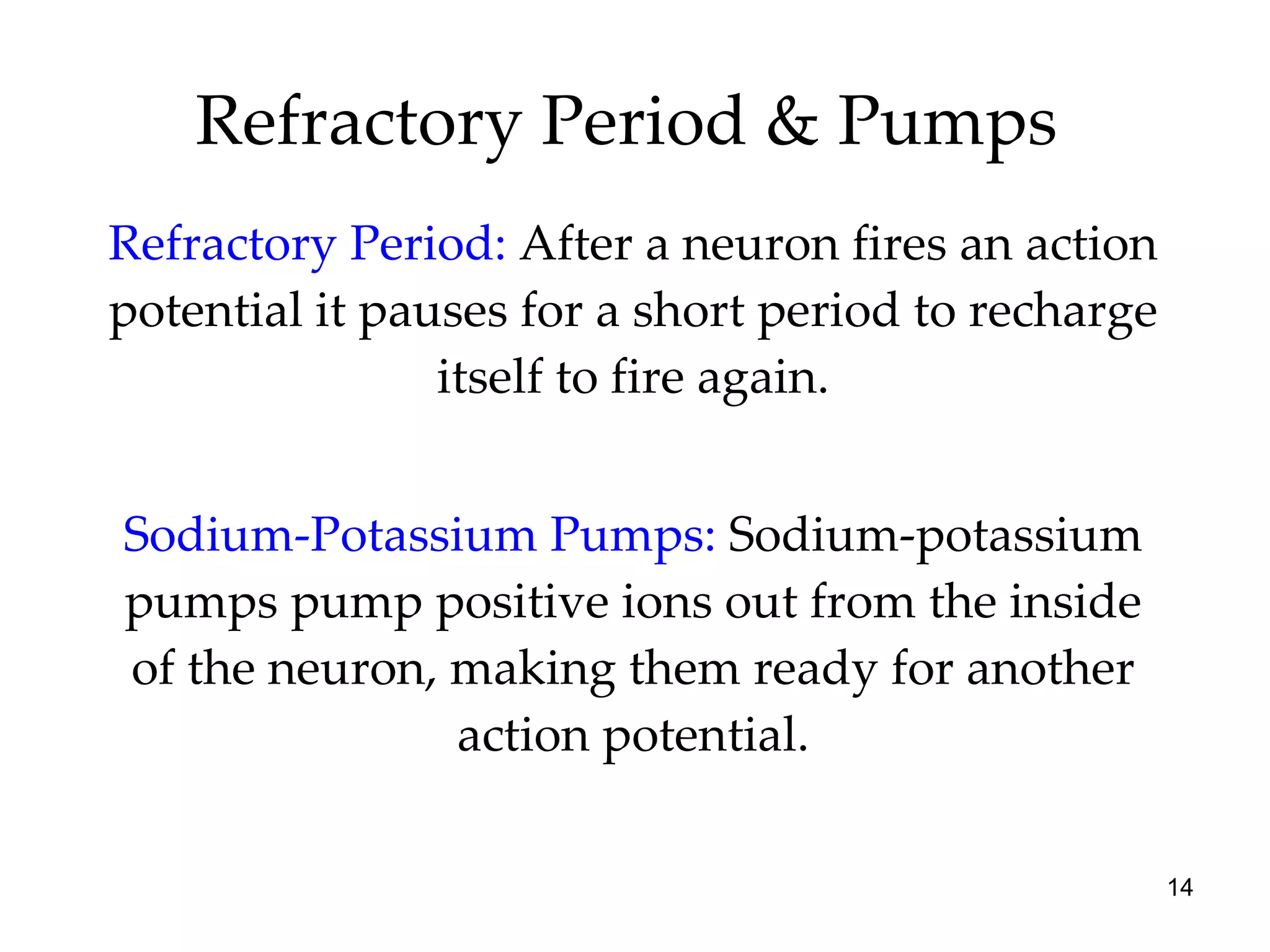 Refractory Period & Pumps  Refractory Period:  After a neuron fires an action potential it pauses for a short period to recharge itself to fire again. Sodium-Potassium Pumps:  Sodium-potassium pumps pump positive ions out from the inside of the neuron, making them ready for another action potential. 