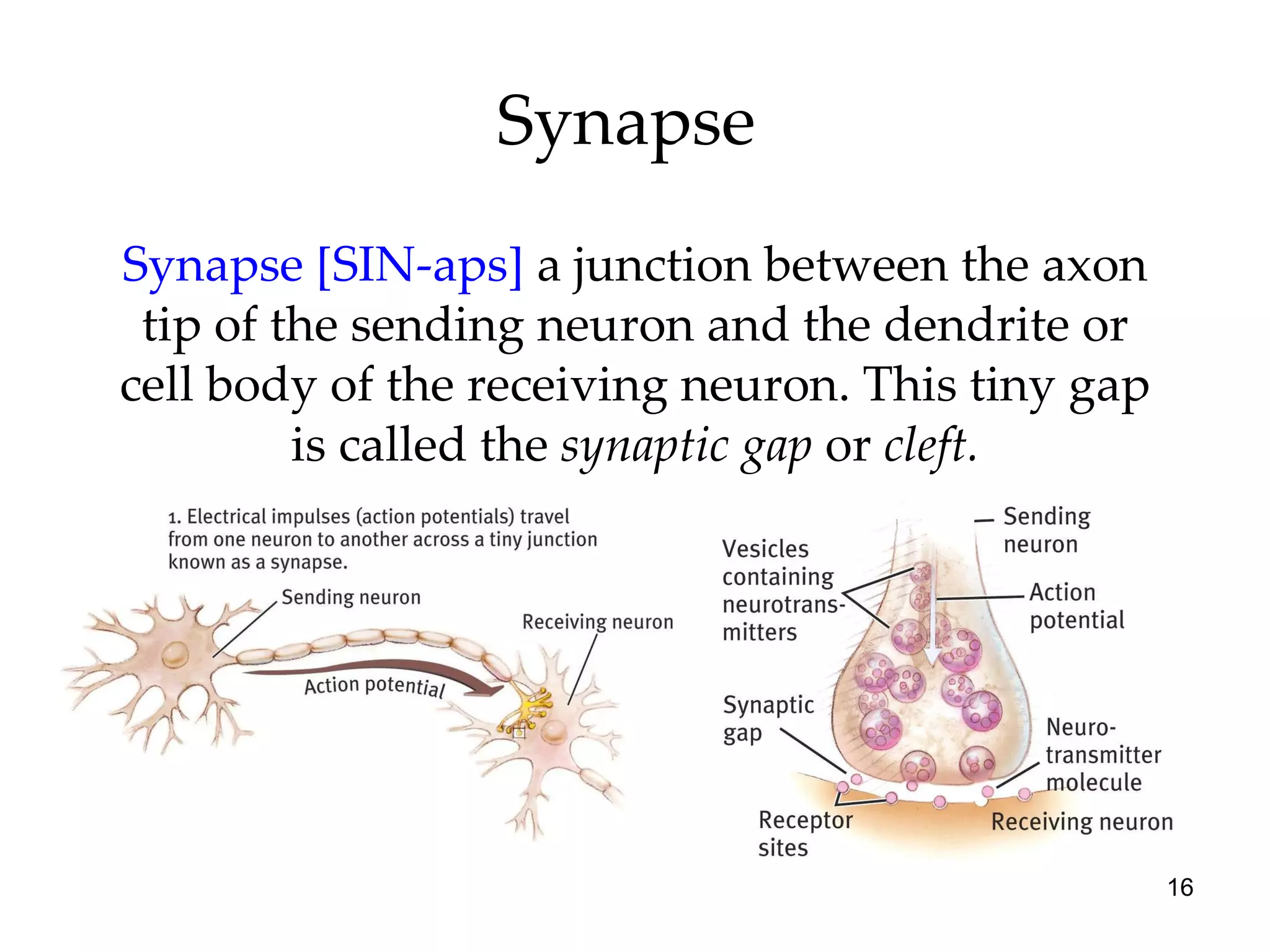 Synapse  Synapse [SIN-aps]   a   junction between the axon tip of the sending neuron and the dendrite or cell body of the receiving neuron. This tiny gap is called the  synaptic gap  or  cleft. 