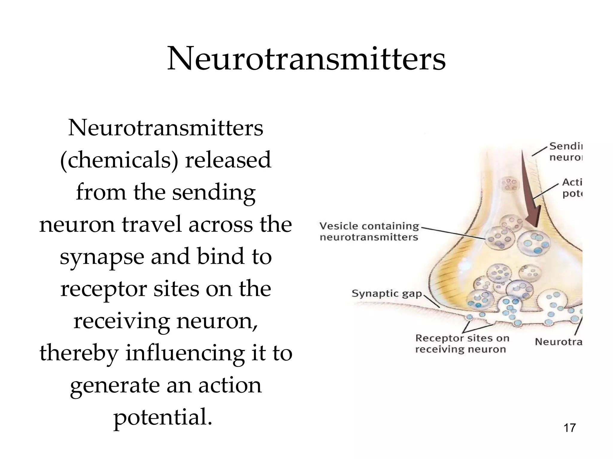 Neurotransmitters Neurotransmitters (chemicals) released from the sending neuron travel across the synapse and bind to receptor sites on the receiving neuron, thereby influencing it to generate an action potential.  