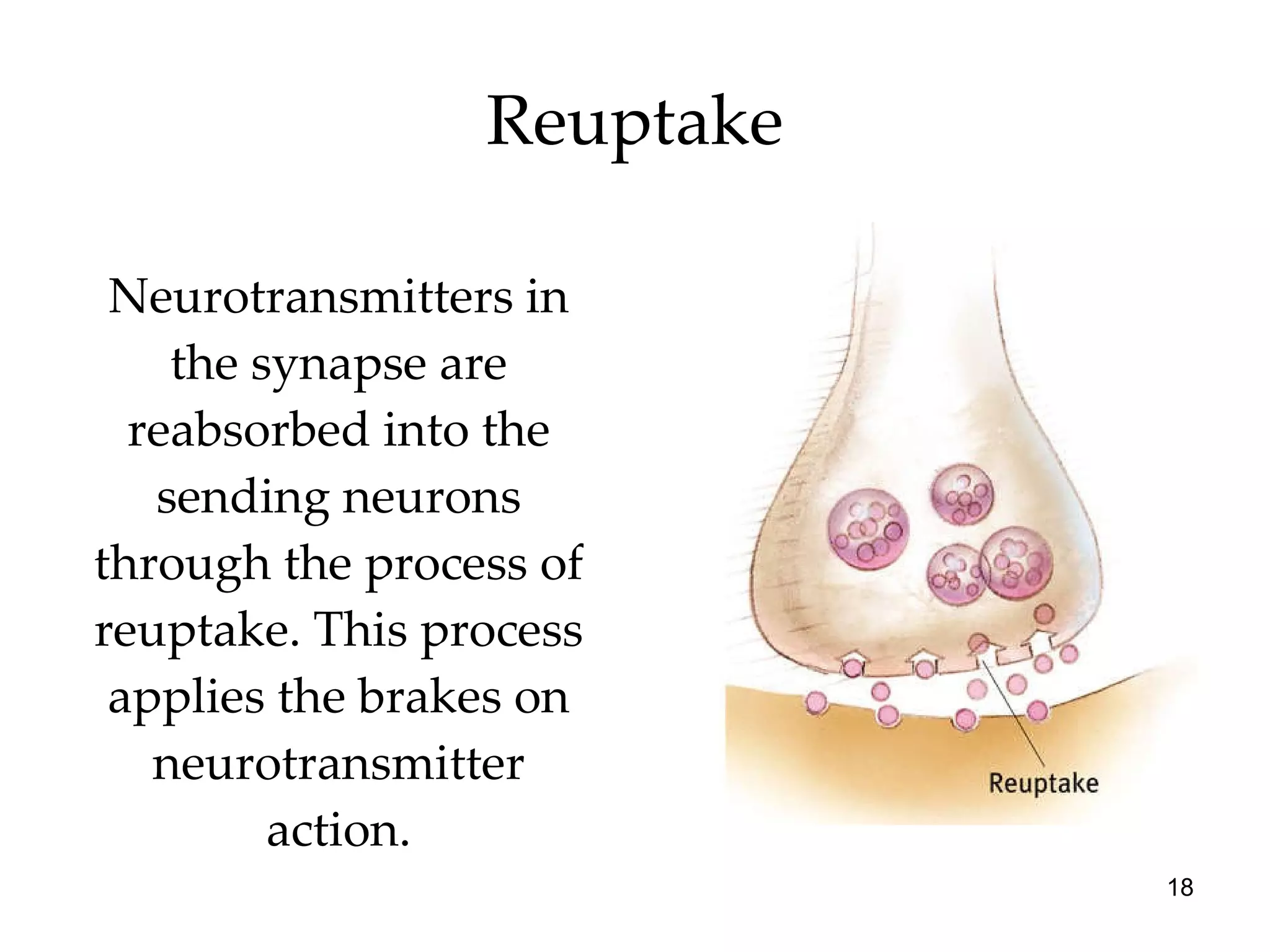 Reuptake Neurotransmitters in the synapse are reabsorbed into the sending neurons through the process of reuptake. This process applies the brakes on neurotransmitter action. 
