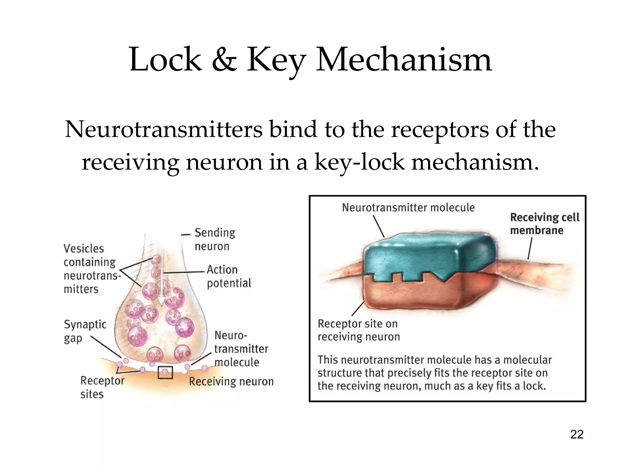Lock & Key Mechanism Neurotransmitters bind to the receptors of the receiving neuron in a key-lock mechanism. 