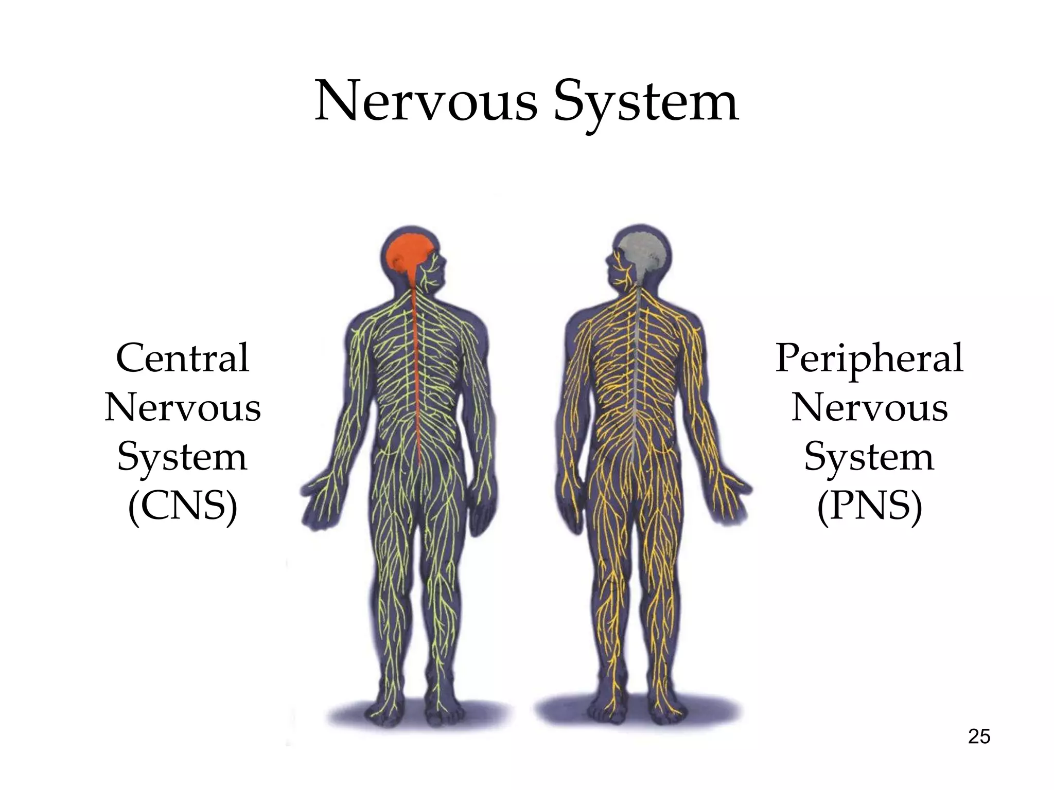 Nervous System Central Nervous System (CNS) Peripheral Nervous System (PNS) 