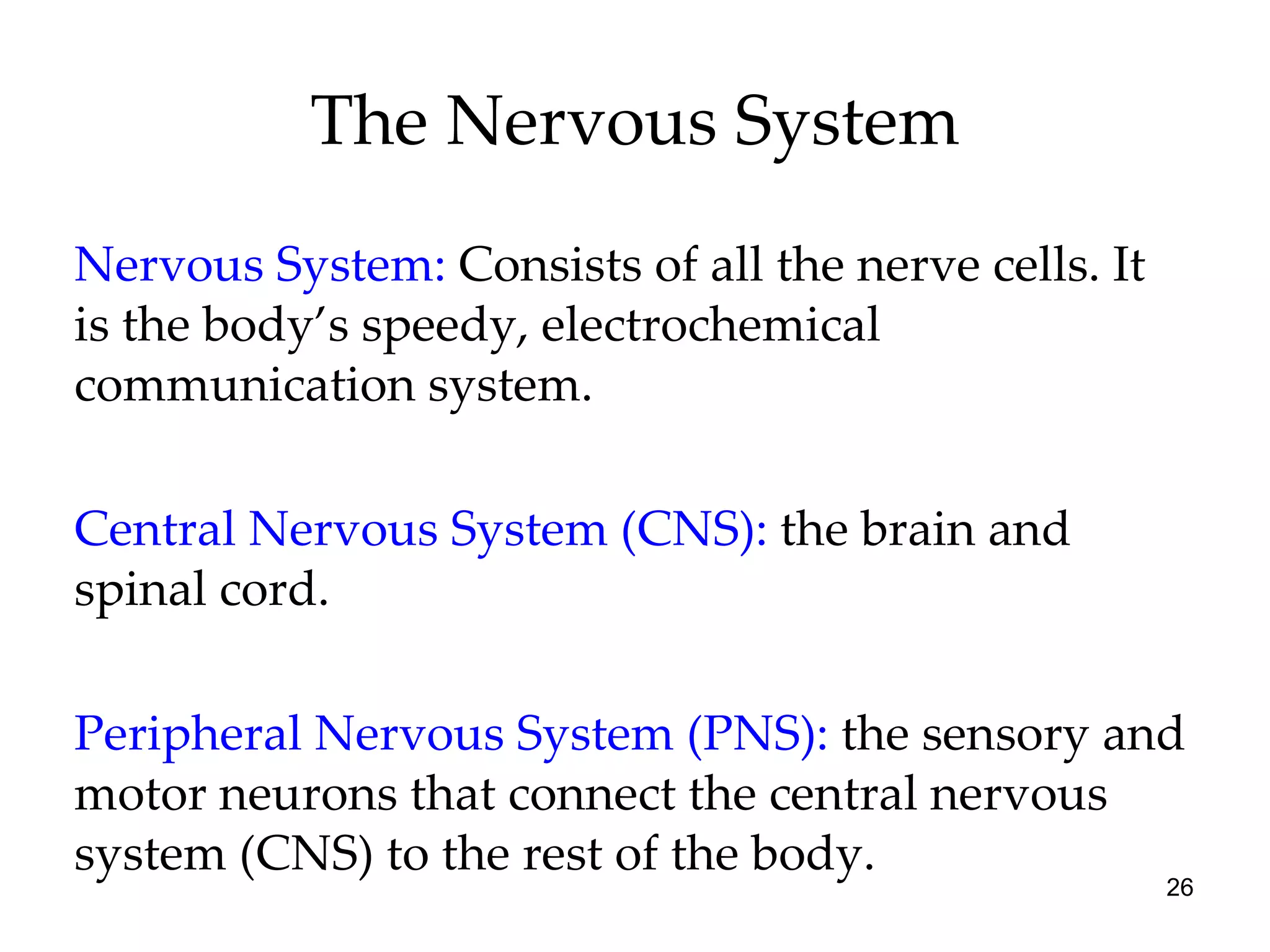 The Nervous System Nervous System:  Consists of all the nerve cells. It is the body’s speedy, electrochemical communication system. Central Nervous System (CNS):  the brain and spinal cord. Peripheral Nervous System (PNS):  the sensory and motor neurons that connect the central nervous system (CNS) to the rest of the body. 