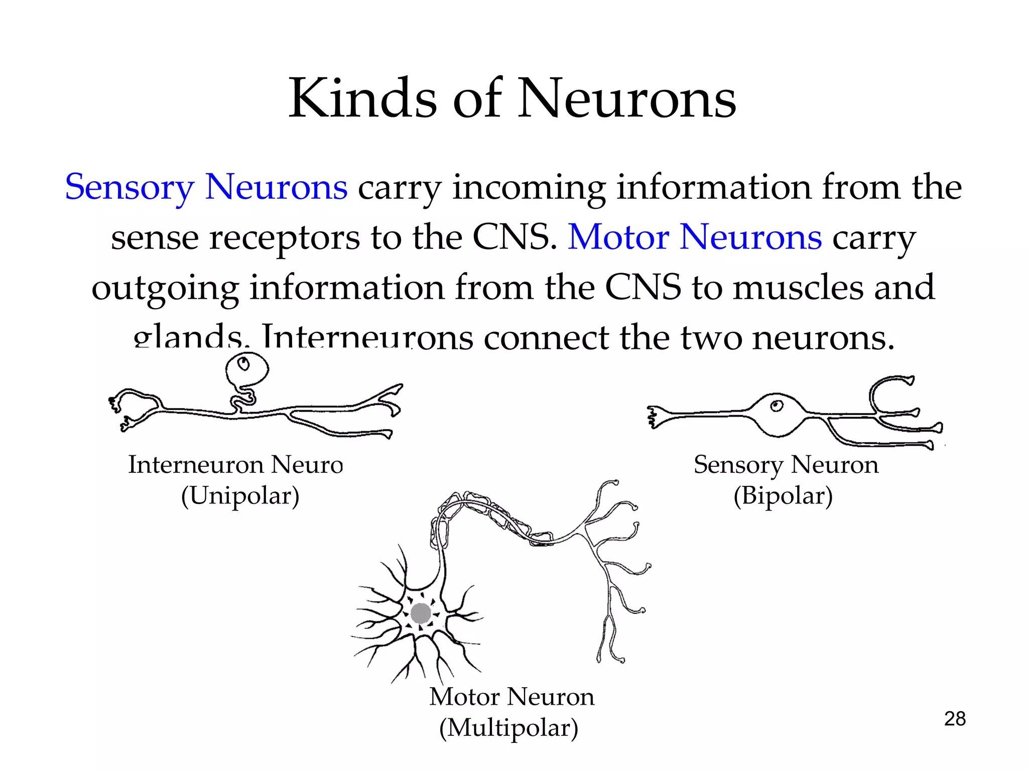 Kinds of Neurons Sensory Neurons  carry incoming information from the sense receptors to the CNS.  Motor Neurons   carry outgoing information from the CNS to muscles and glands. Interneurons connect the two neurons. Sensory Neuron (Bipolar)  Interneuron Neuron (Unipolar)  Motor Neuron (Multipolar)  
