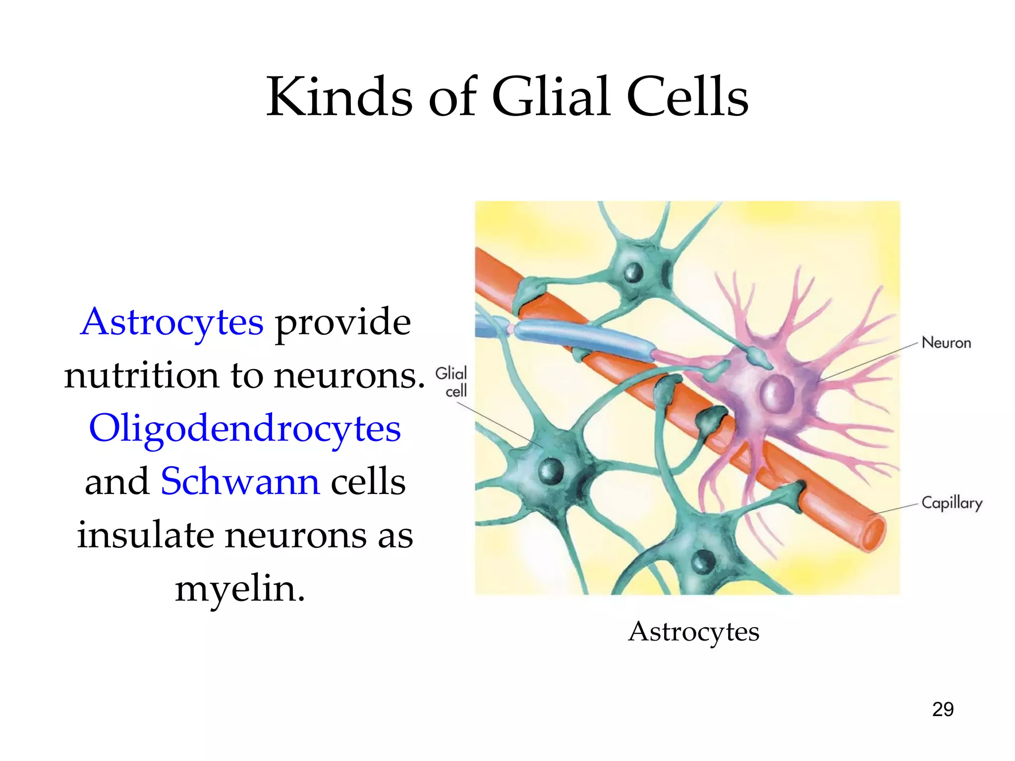 Kinds of Glial Cells Astrocytes  provide nutrition to neurons.  Oligodendrocytes  and  Schwann  cells insulate neurons as myelin.  Astrocytes 