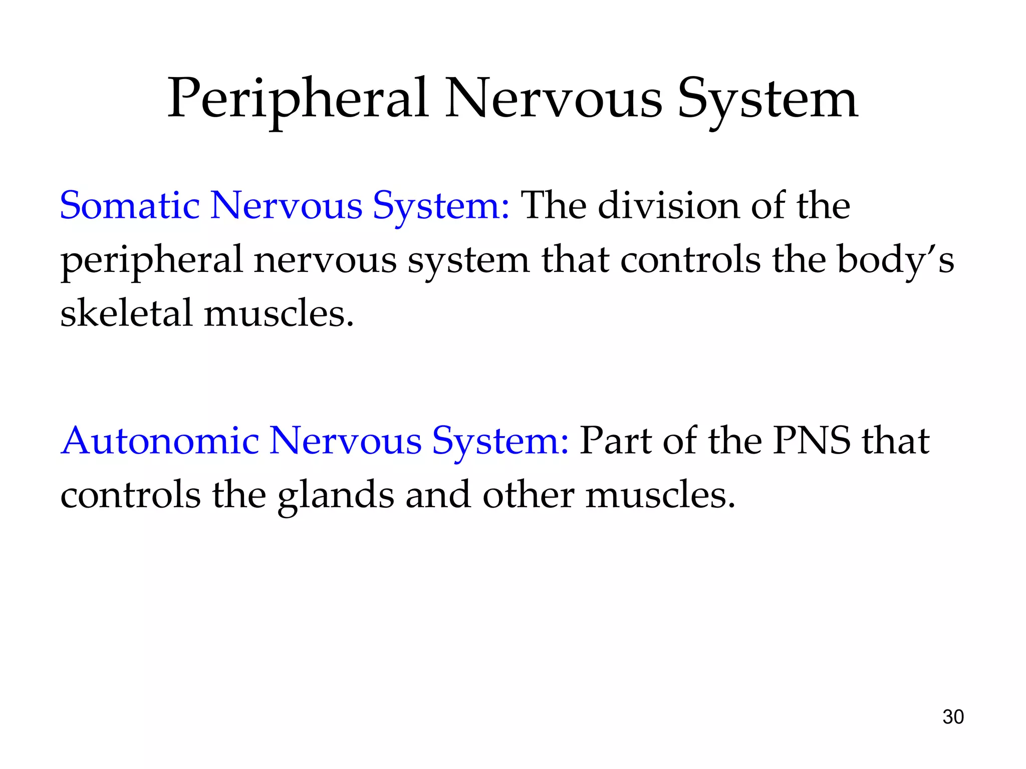 Peripheral Nervous System Somatic Nervous System:   The division of the peripheral nervous system that controls the body’s skeletal muscles. Autonomic Nervous System:  Part of the PNS that controls the glands and other muscles. 